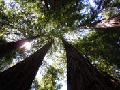 Muir Woods National Monument