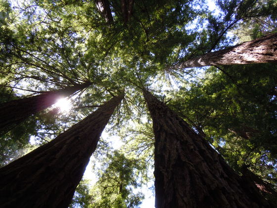 Muir Woods National Monument