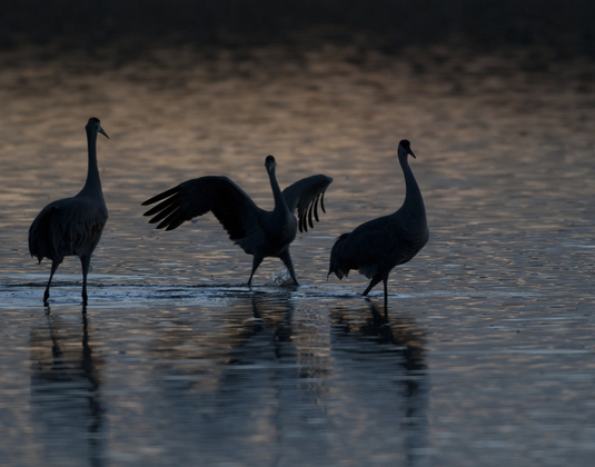 Bosque del Apache NWR