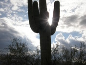 Saguaro National Park