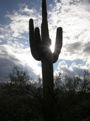 Saguaro National Park