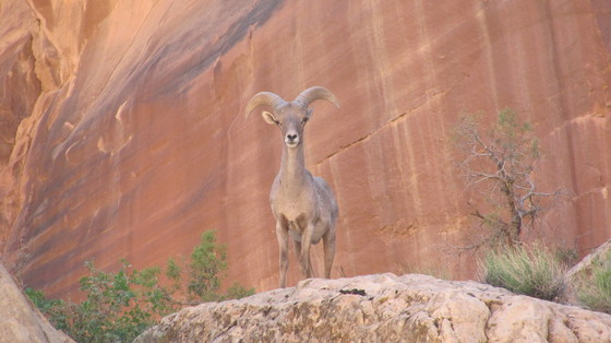 Capital Reef