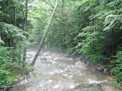 White Mountain National Forrest 