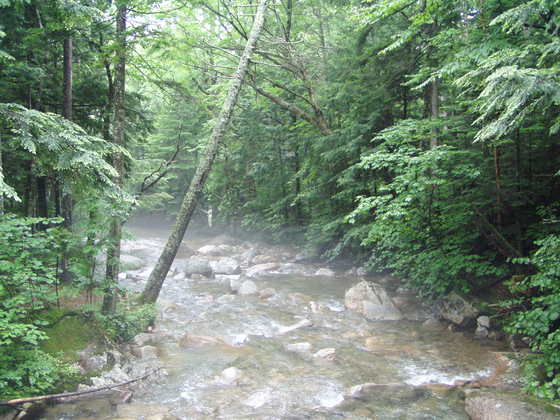 White Mountain National Forrest 