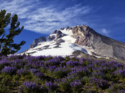 Mount Hood National Forest