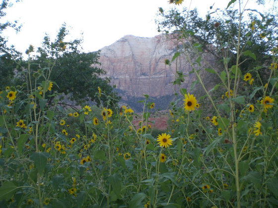 Zion National Park