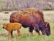 Wind Cave National Park