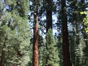 Seqouia National Park