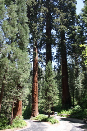 Seqouia National Park