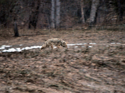 Yosemite National Park