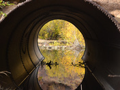 Medicine Bow National Forest 