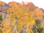 Medicine Bow National Forest 