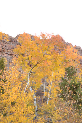 Medicine Bow National Forest 