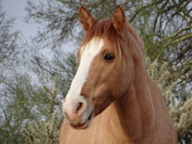 Tonto National Forest