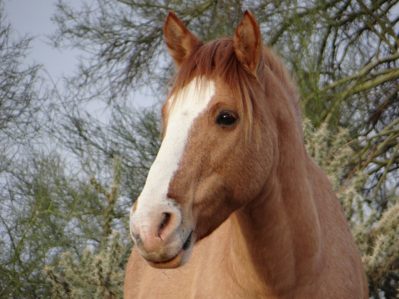 Tonto National Forest
