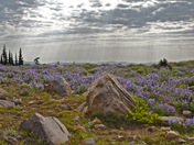 Mount Rainier National Park