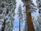 Yosemite National Park