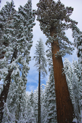 Yosemite National Park