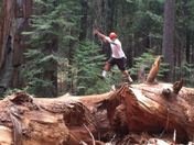 Lands of 1000 giants - Sequoias