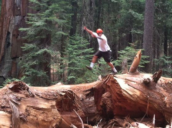 Lands of 1000 giants - Sequoias