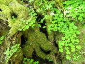 Olympic National Park