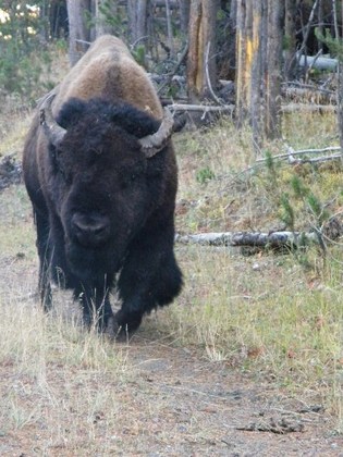 Yellowstone National Park