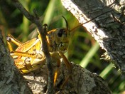 Everglades National Park
