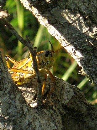 Everglades National Park