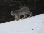 Pike & San Isabel National Forest