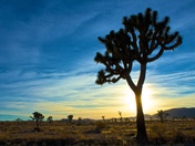Joshua Tree National Park