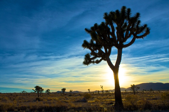 Joshua Tree National Park