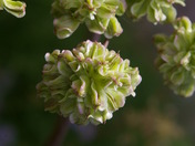 Glacier National Park