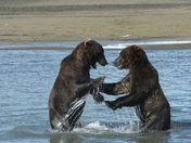Katmai Park and Wilderness Area, AK