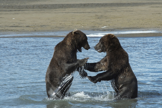 Katmai Park and Wilderness Area, AK