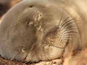 Kalaupapa National Historical Park
