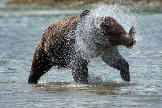 Katmai National Park & Preserve