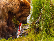 Katmai National Park, Alaska