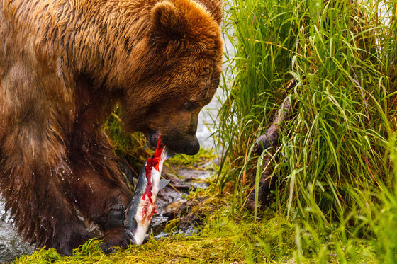 Katmai National Park, Alaska