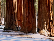 Sequoia National Park