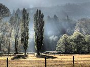 Trees in the Morning Mist