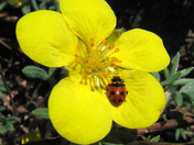 Mount Baker National Forest