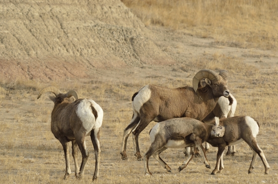 Badland NP