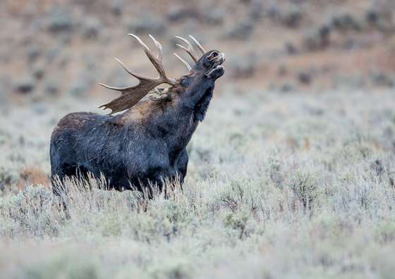 Teton National Park