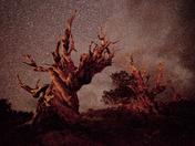 Inyo National Forest