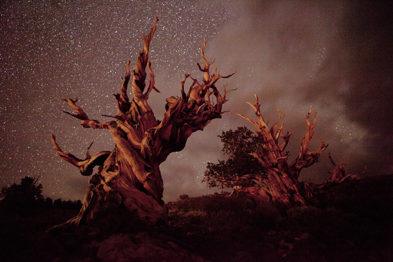 Inyo National Forest