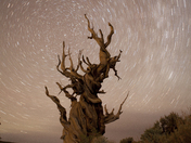 Ancient Bristlecone Pine Forest