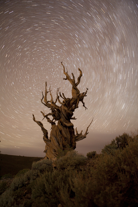 Ancient Bristlecone Pine Forest