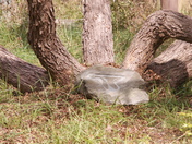 Patuxent Reserch Refuge