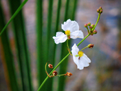 Hardin Ridge Hoosier National Forest