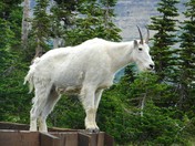 Glacier National Park, Montana